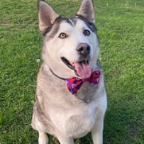 The Goodest Boy